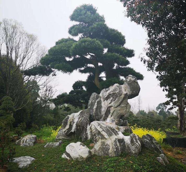 园林盆景大师胡世勋