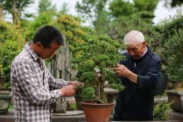 园林盆景大师胡世勋 是如何创新的