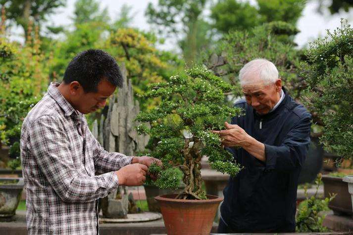 园林盆景大师胡世勋