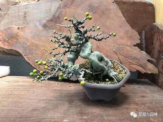 榕树盆景怎么盘扎造型的方法 图片
