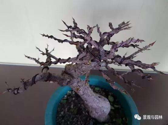 榕树盆景怎么盘扎造型的方法 图片