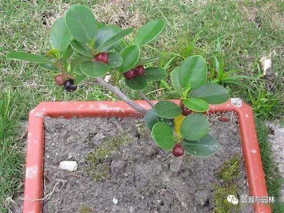 榕树盆景怎么盘扎造型的方法 图片