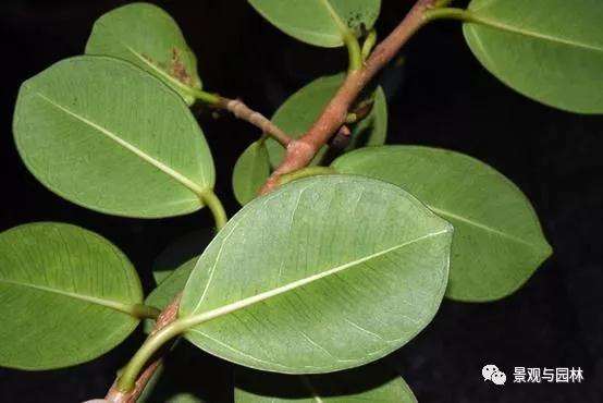 榕树盆景怎么盘扎造型的方法 图片