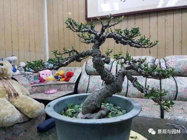 榕树盆景怎么盘扎造型的方法 图片