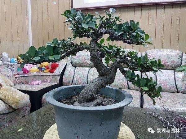 榕树盆景怎么盘扎造型的方法 图片