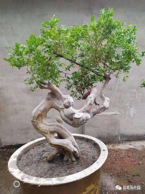 榕树盆景怎么盘扎造型的方法 图片