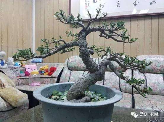 榕树盆景怎么盘扎造型的方法 图片