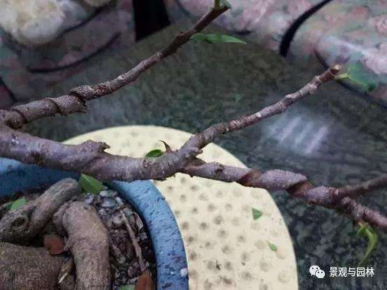 榕树盆景怎么盘扎造型的方法 图片
