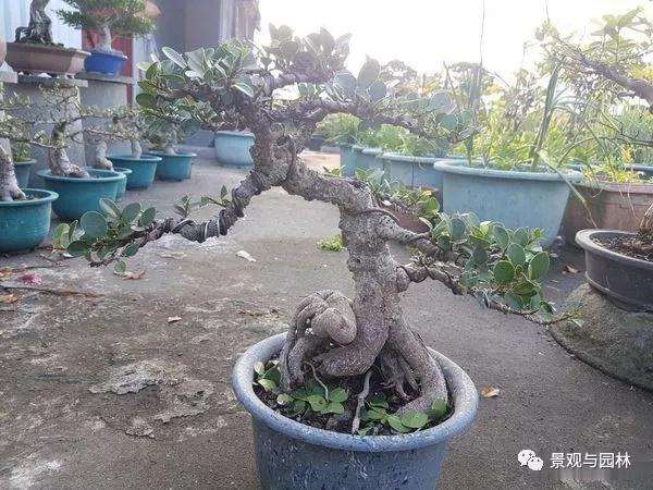 榕树盆景怎么盘扎造型的方法 图片