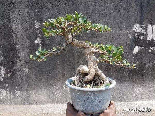 榕树盆景怎么盘扎造型的方法 图片