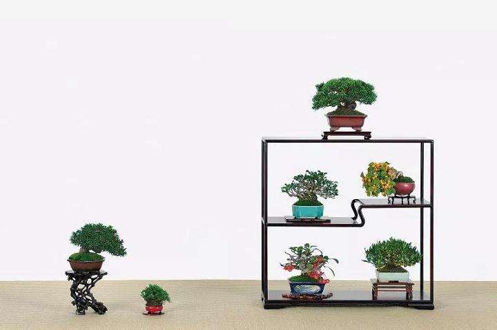 微型盆景当今倍受人追捧的9大原因