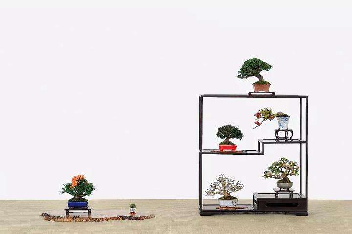 微型盆景当今倍受人追捧的9大原因