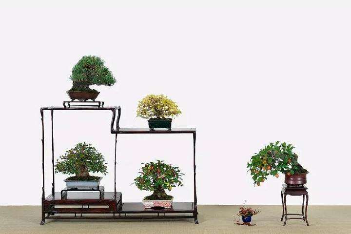 微型盆景当今倍受人追捧的9大原因