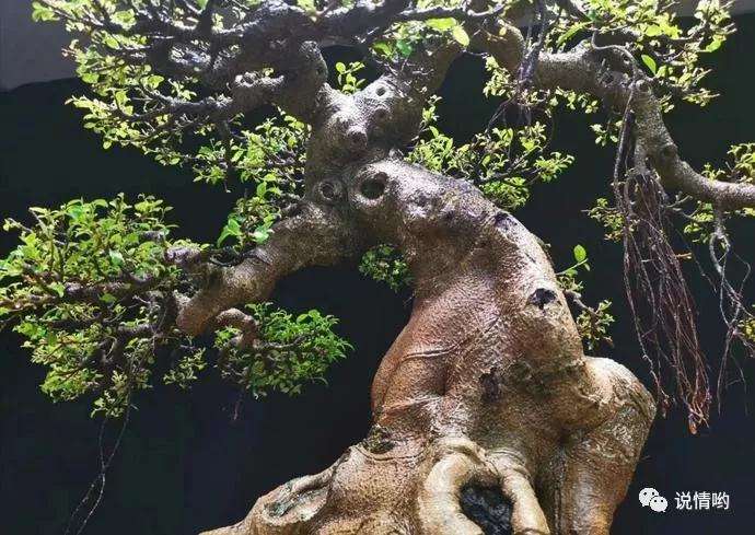 罗汉松盆景怎么制作人工马眼的方法