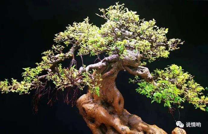罗汉松盆景怎么制作人工马眼的方法