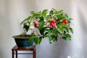 为什么微型盆景越来越受人追捧