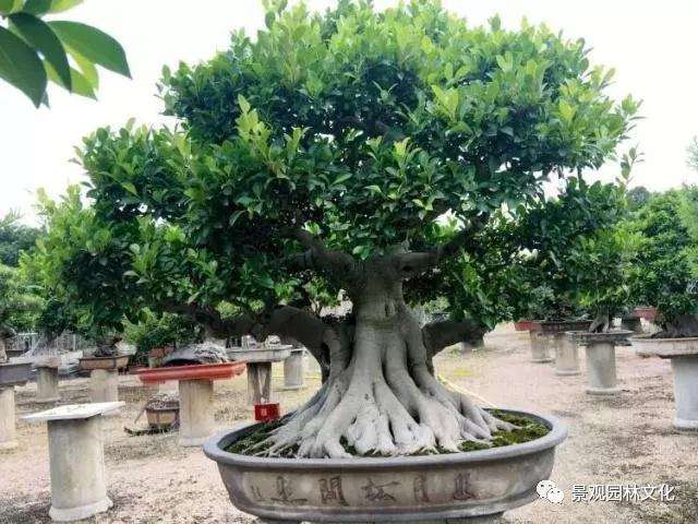 榕树盆景根枝怎么增粗的3个方法