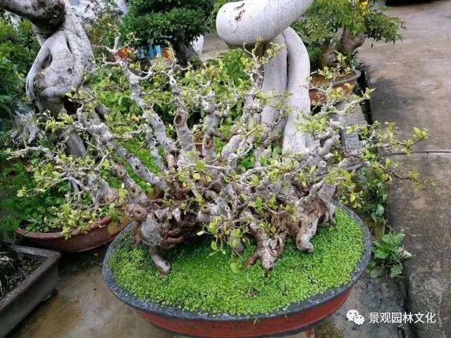 榕树盆景根枝怎么增粗的3个方法