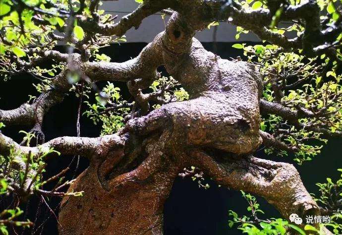 盆景枝条怎么增粗的4个方法 图片