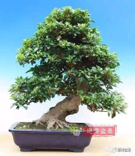 盆景枝条怎么增粗的4个方法 图片