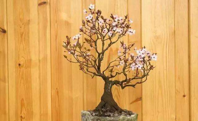 梅花盆景夏季烂根如何处理的方法