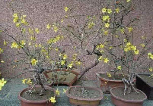 梅花盆景夏季烂根如何处理的方法