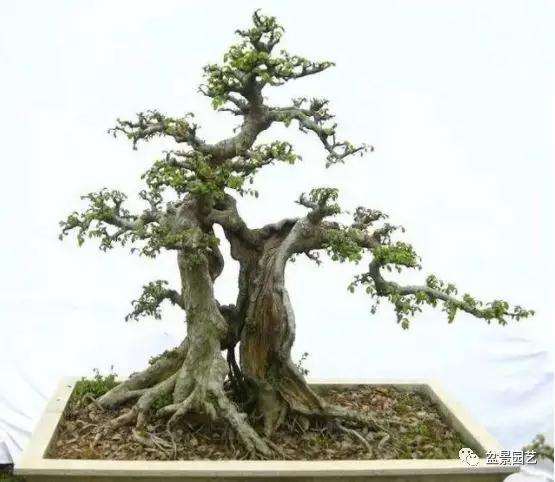 榆树盆景怎么留枝的技巧