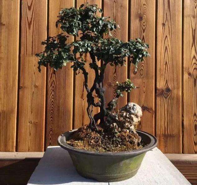 怎么挑选盆景素材的3大方法