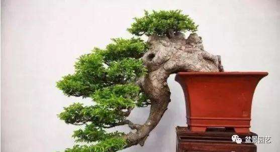 怎么挑选盆景素材的3大方法