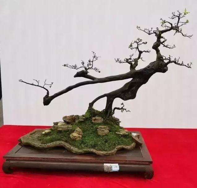 怎么挑选盆景素材的3大方法