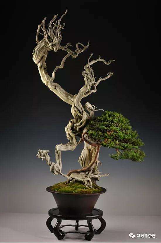 怎么探讨盆景与禅宗中的哲学