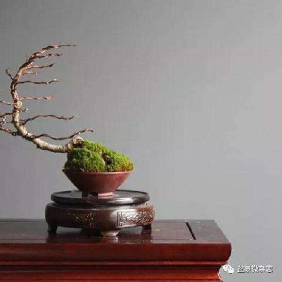 怎么探讨盆景与禅宗中的哲学