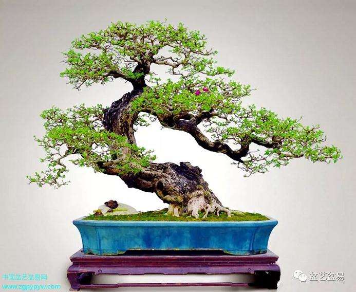 10年小叶黄杨盆景价格为4000元左右