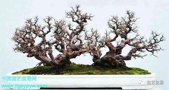 让精美盆景走进千家万户