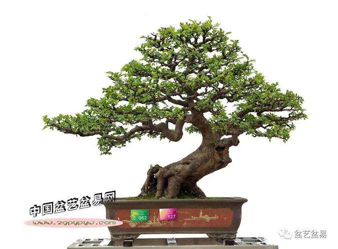 让精美盆景走进千家万户