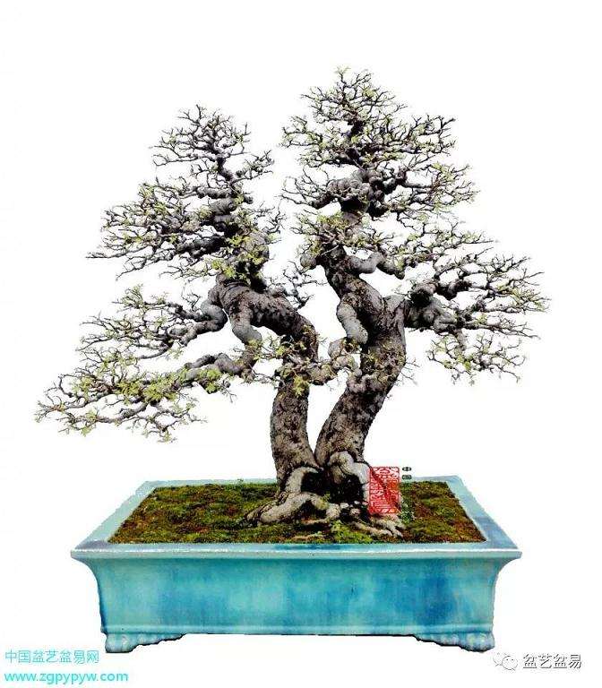 让精美盆景走进千家万户