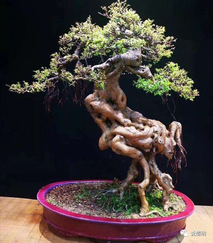 怎么人为制作小叶榕盆景的马眼