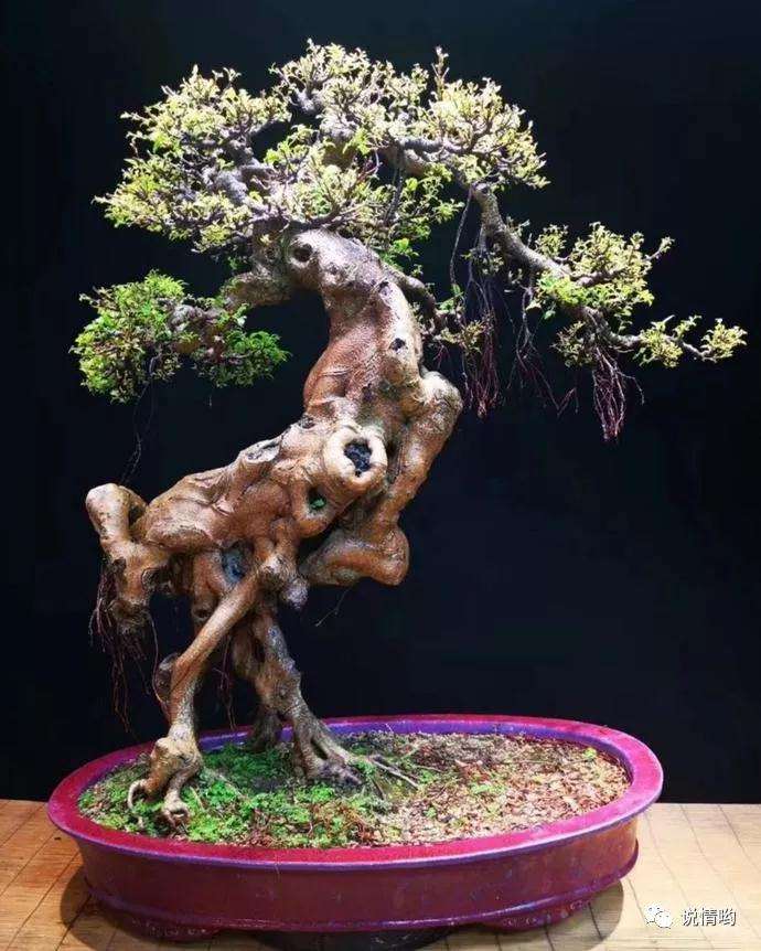 怎么人为制作小叶榕盆景的马眼