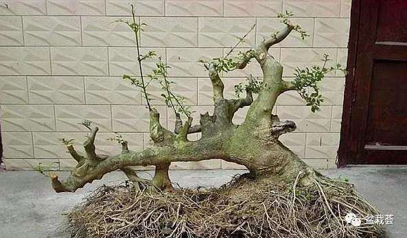 地栽3年的盆景之王