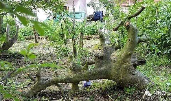 地栽3年的盆景之王