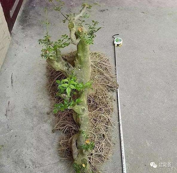 地栽3年的盆景之王