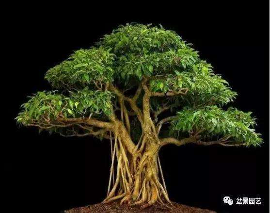 怎么让盆景的根系发达的2个方法
