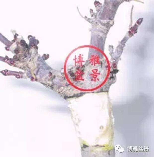 图解 盆景怎么高压造型的21个步骤