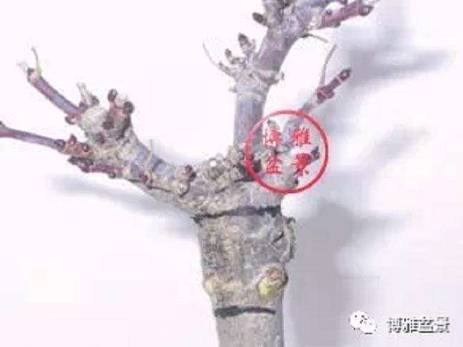 图解 盆景怎么高压造型的21个步骤