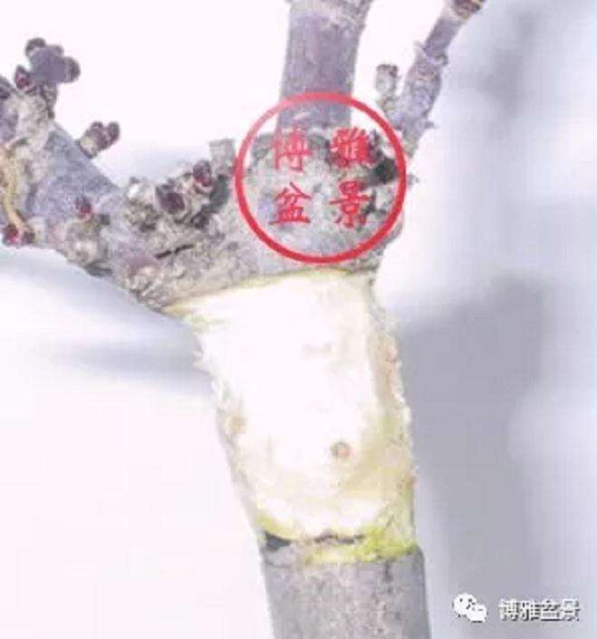 图解 盆景怎么高压造型的21个步骤