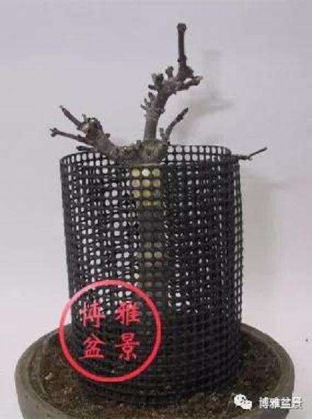 图解 盆景怎么高压造型的21个步骤