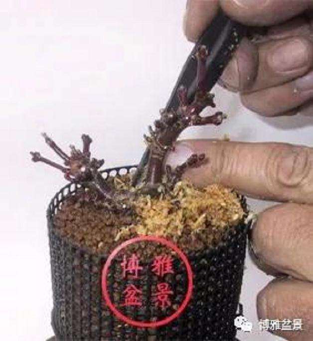 图解 盆景怎么高压造型的21个步骤
