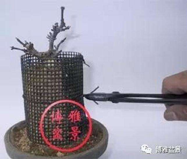 图解 盆景怎么高压造型的21个步骤