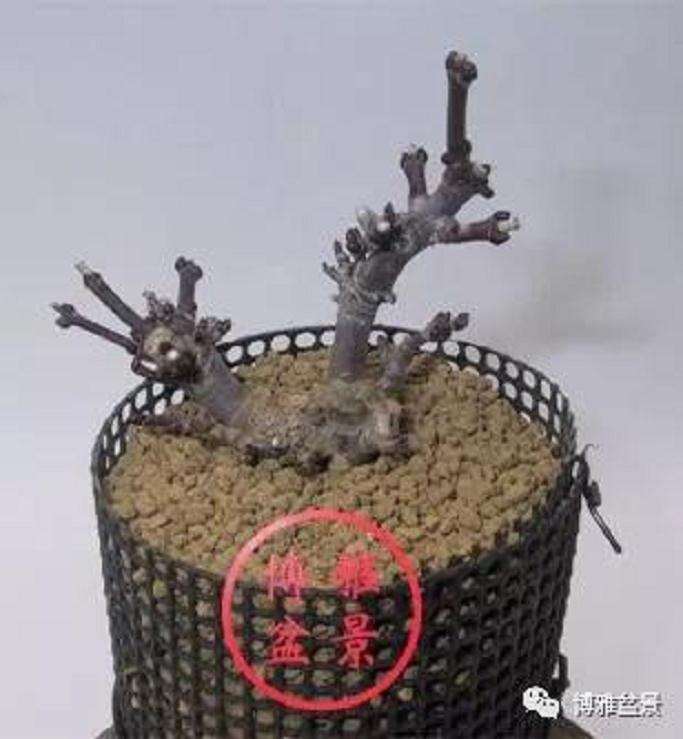 图解 盆景怎么高压造型的21个步骤