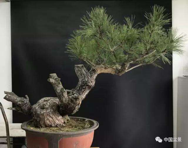 黑松盆景
